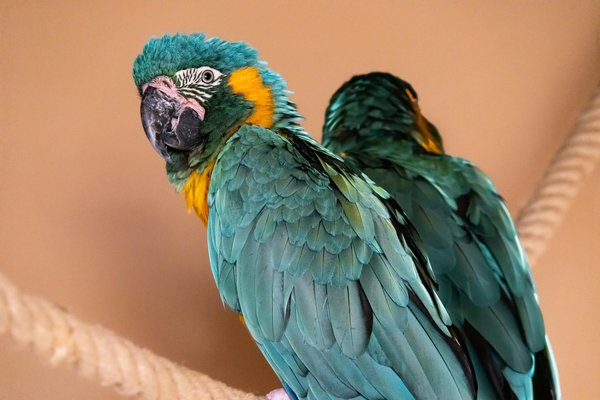 L'impact des friandises pour chiens sur le poids de votre animal