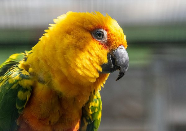 Comparatif : les accessoires indispensables pour votre chat de gouttière